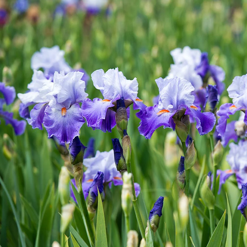 Snow Melt Reblooming Bearded Iris - Image 4