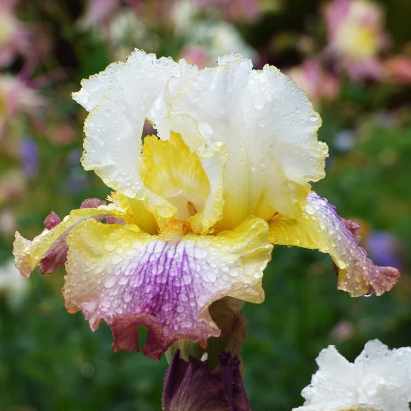 Sunrise Splendor Bearded Iris