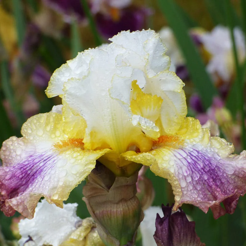 Sunrise Splendor Bearded Iris - Image 2