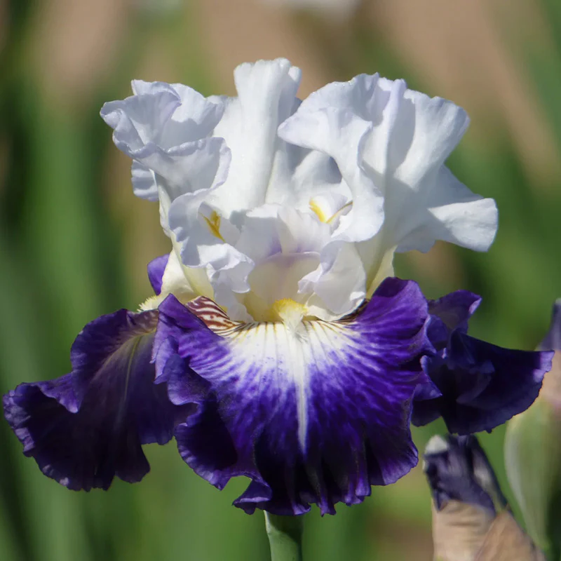 The Long Game Bearded Iris
