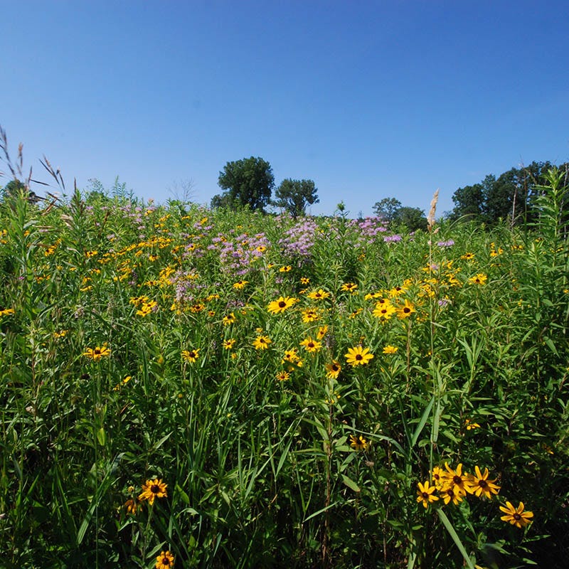 Native Bee Habitat Wildflower Seed Mix - Image 2