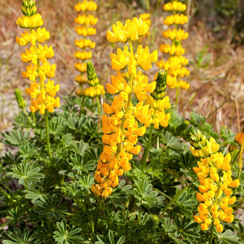 Native Bee Habitat Wildflower Seed Mix - Image 3