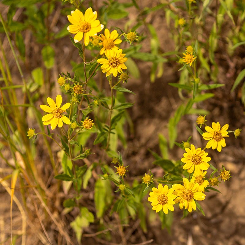 Native Bee Habitat Wildflower Seed Mix - Image 4