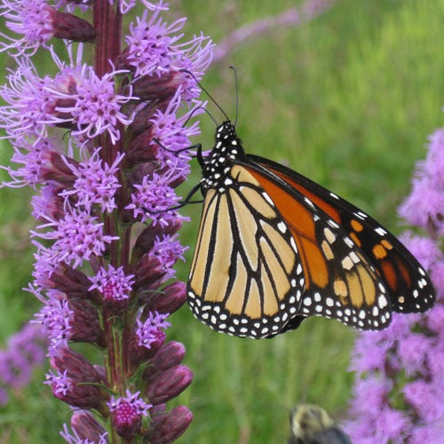 Beneficial Bug Wildflower Seed Mix - Image 5