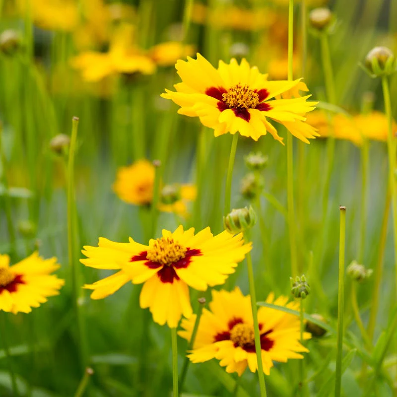 Beneficial Bug Wildflower Seed Mix - Image 6
