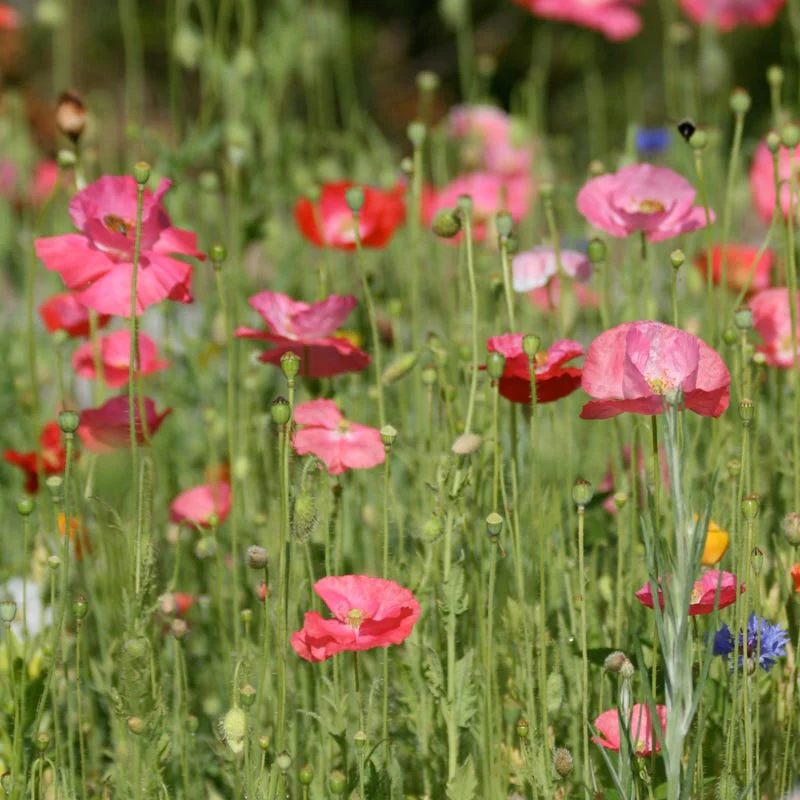 Butterfly and Hummingbird Wildflower Seed Mix - Image 6