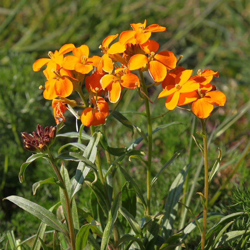 Siberian Wallflower Seeds (Cheiranthus) - Image 3