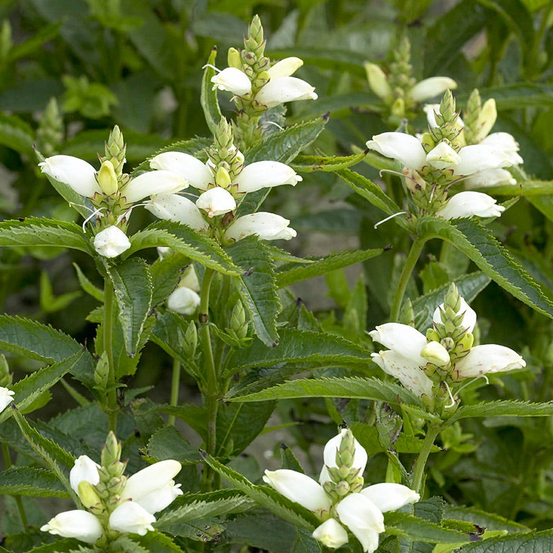 Turtlehead Seeds (Chelone)