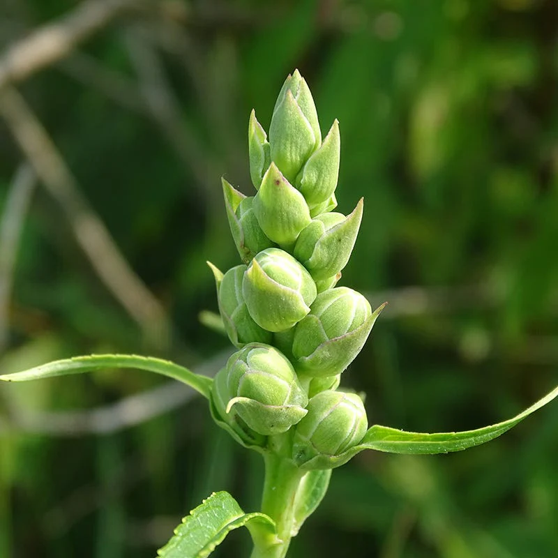 Turtlehead Seeds (Chelone) - Image 3