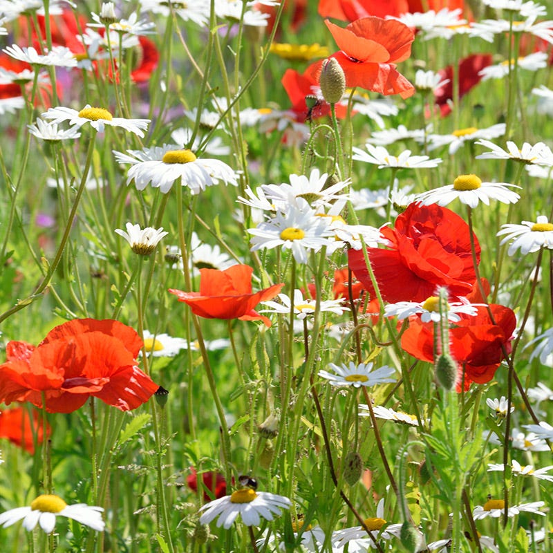 Shasta Daisy Seeds - Image 2
