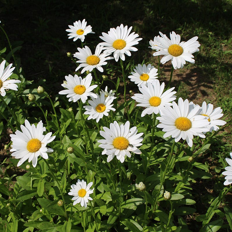 Shasta Daisy Seeds - Image 3