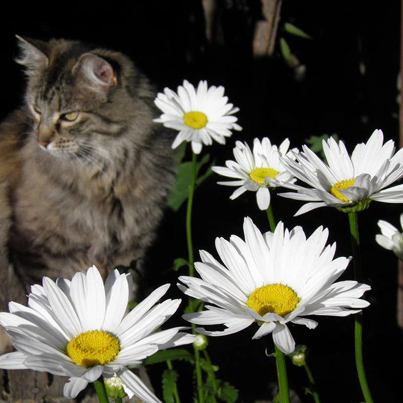 Shasta Daisy Seeds - Image 4