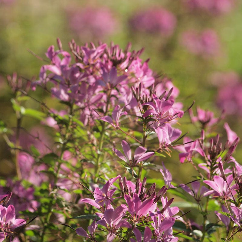 Rocky Mountain Bee Plant Seeds (Cleome) - Image 2