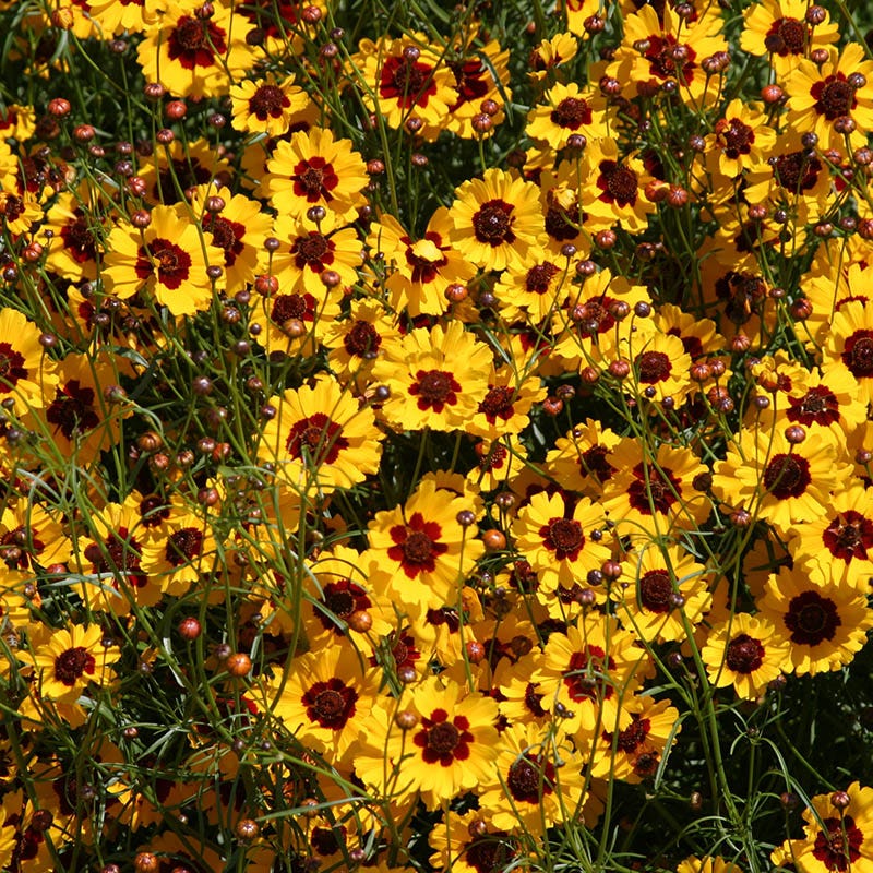 Plains Coreopsis Seeds - Image 3
