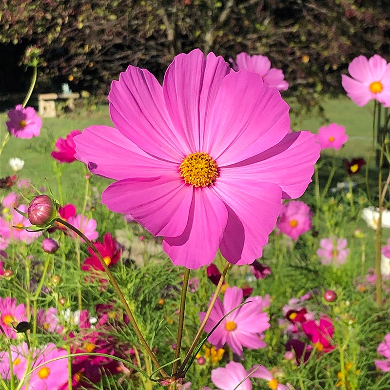 Cosmos Seeds