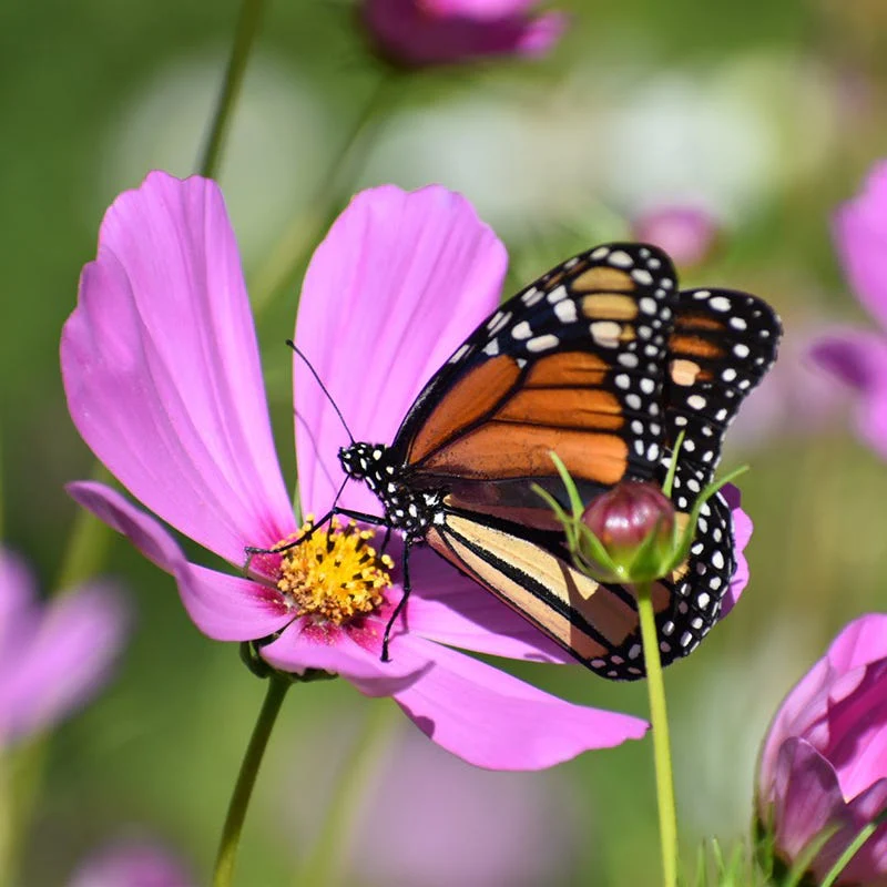 Cosmos Seeds - Image 2