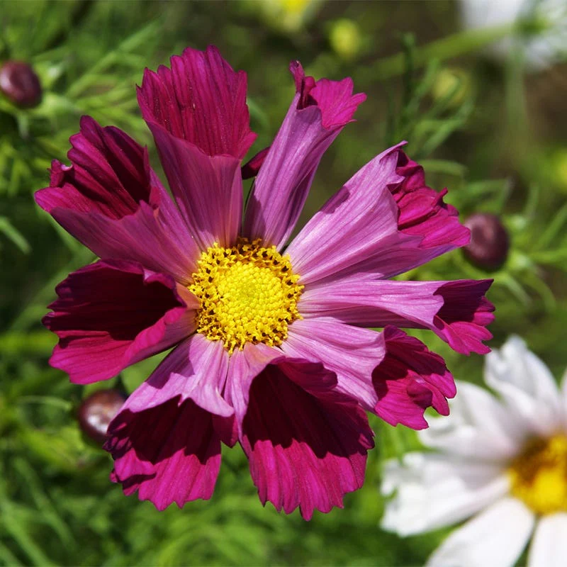 Sea Shells Cosmos Seed Mix - Image 3
