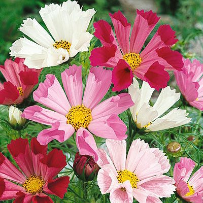 Sea Shells Cosmos Seed Mix - Image 5