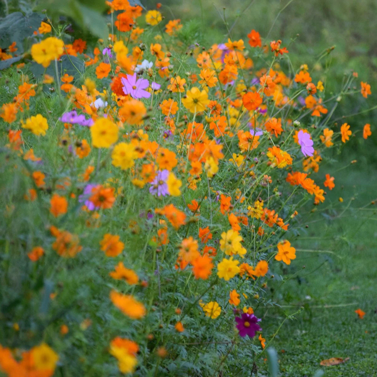 Sulphur Cosmos Seeds - Image 2