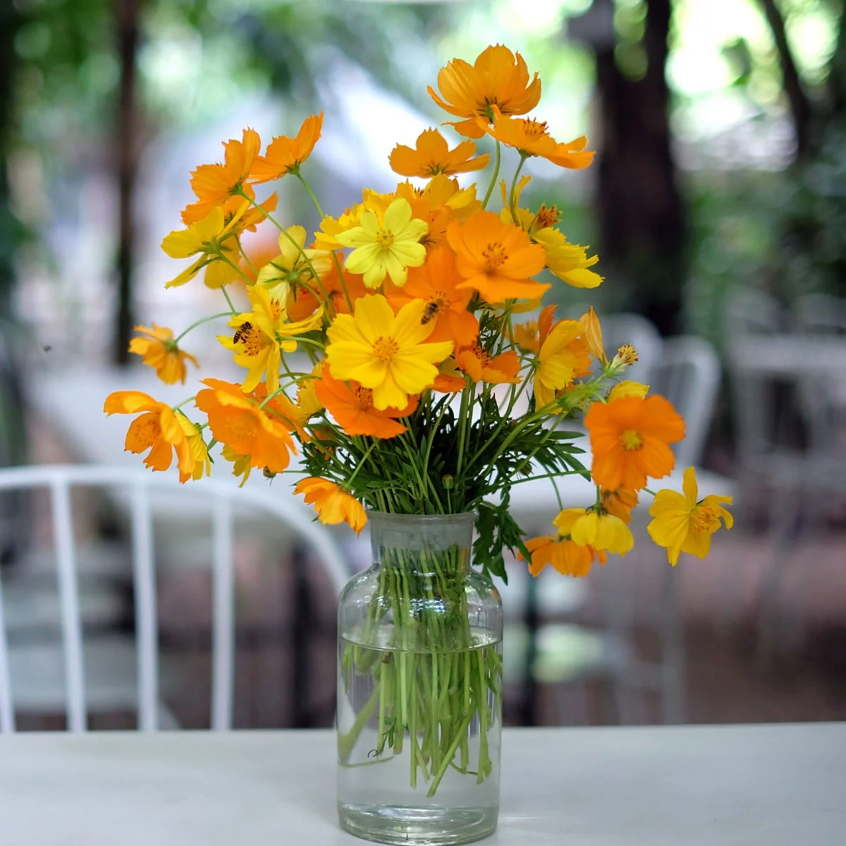 Sulphur Cosmos Seeds - Image 3