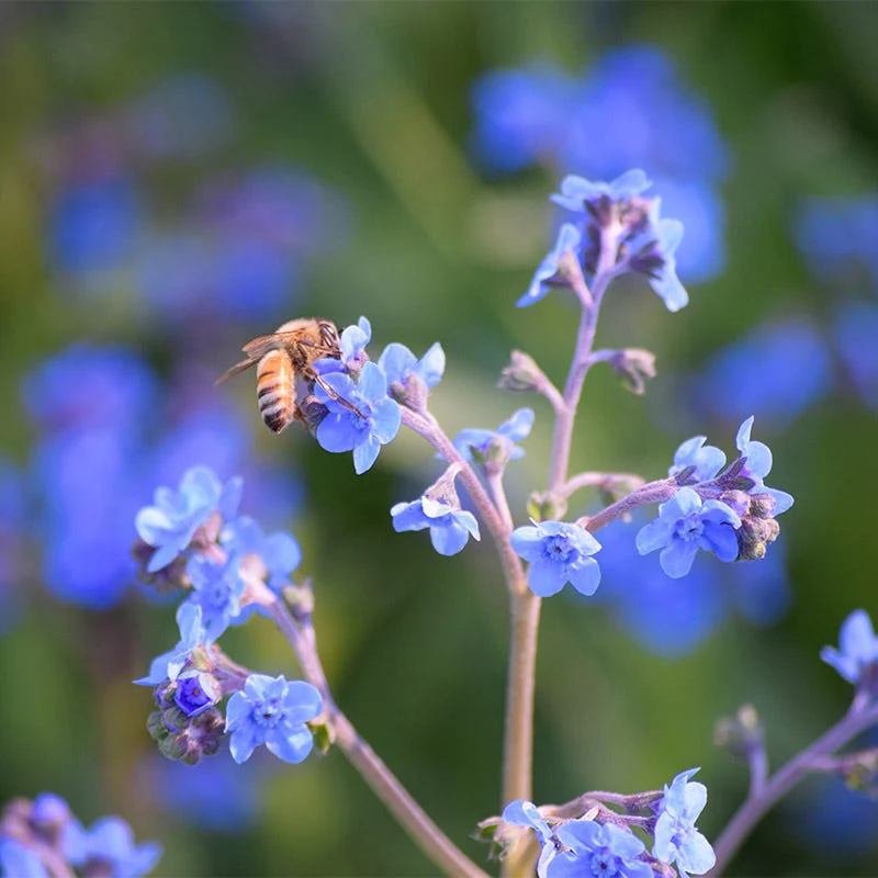Chinese Forget-Me-Not Seeds - Image 3