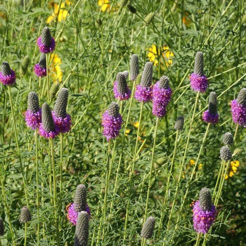 Purple Prairie Clover Seeds - Image 3