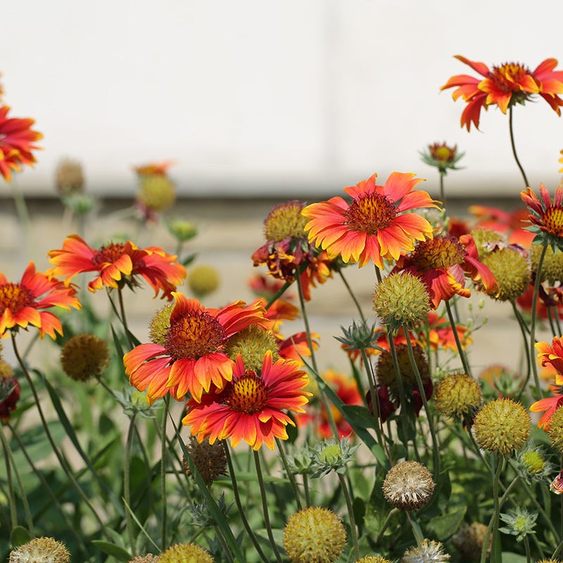 Deer Resistant Wildflower Seed Mix - Image 2