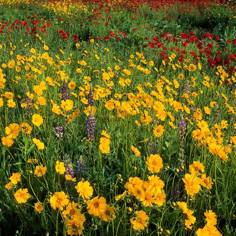 Deer Resistant Wildflower Seed Mix - Image 4