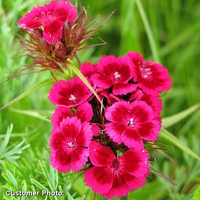 Sweet William Seeds (Dianthus) - Image 2
