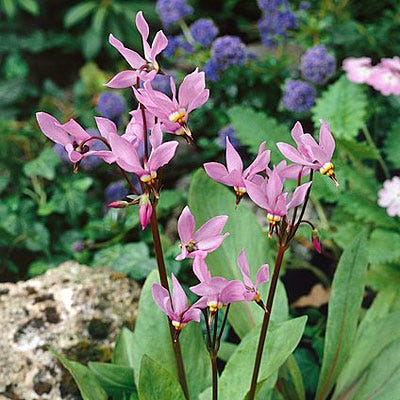 Shooting Star Seeds - Image 3
