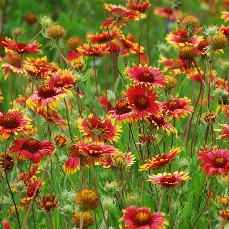 Native Dry Area Wildflower Seed Mix - Image 3