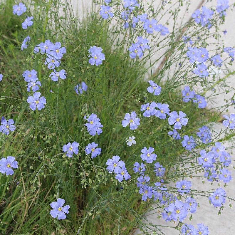 Native Dry Area Wildflower Seed Mix - Image 5