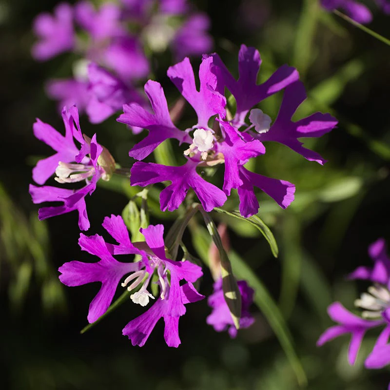 Native Dry Area Wildflower Seed Mix - Image 7
