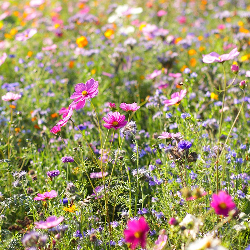 Dry Area Wildflower Seed Mix - Image 3