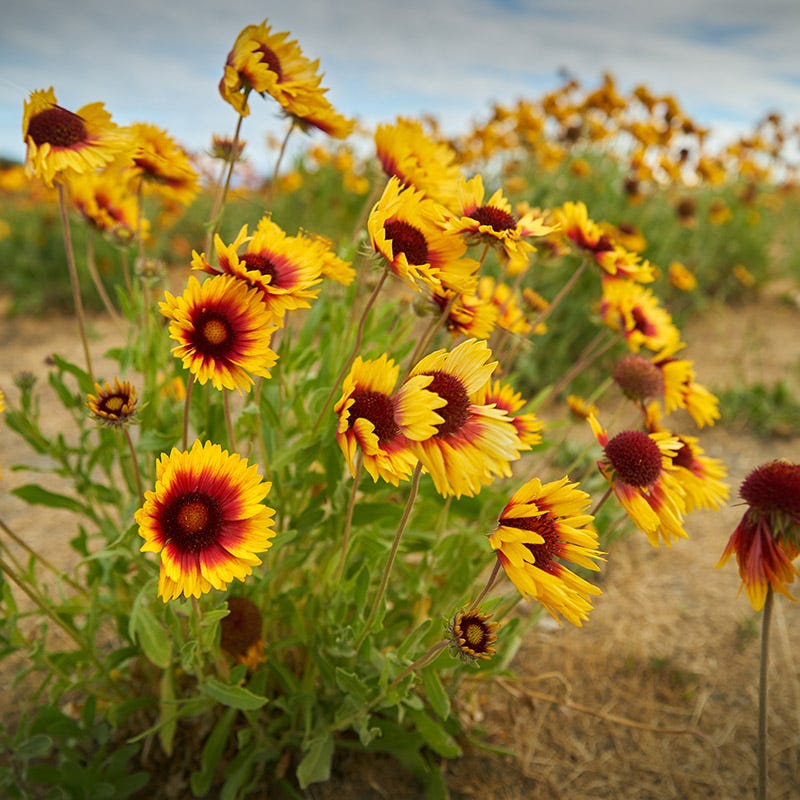 Dry Area Wildflower Seed Mix - Image 5