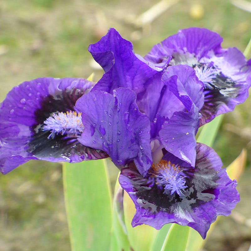 Lil Inkpot Dwarf Bearded Iris - Image 2