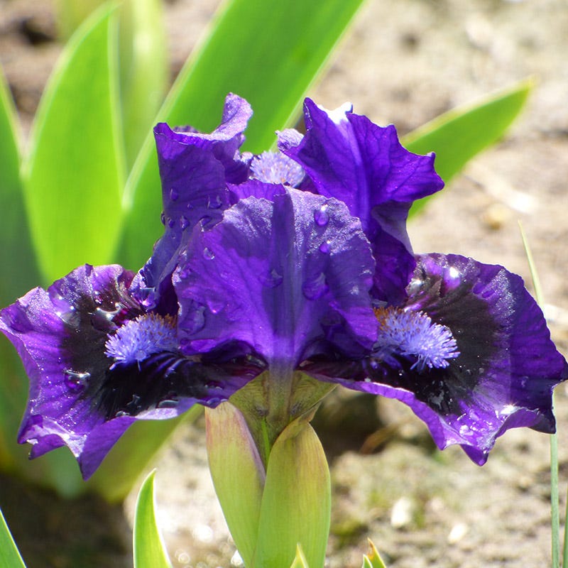 Lil Inkpot Dwarf Bearded Iris - Image 3