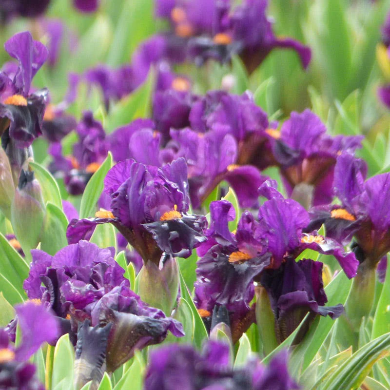Sharp Dressed Boy Dwarf Bearded Iris - Image 2