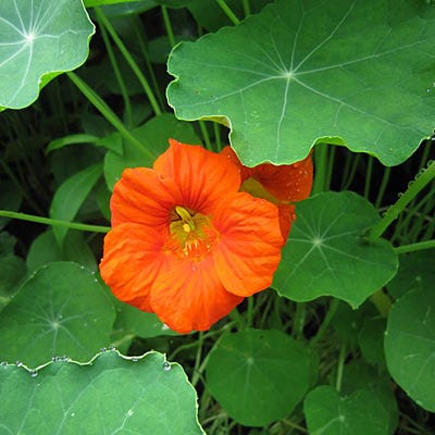 Edible Flower Seed Mix - Image 2