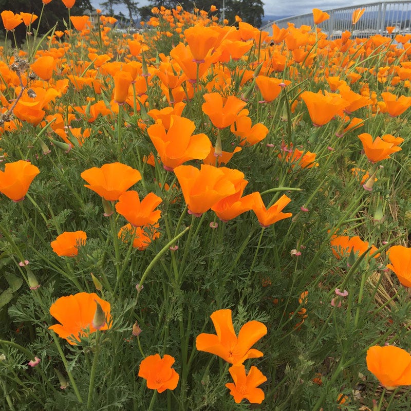 California Poppy Seeds (Eschscholzia) - Image 4