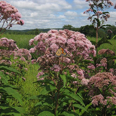 Joe Pye Weed Seeds - Image 2
