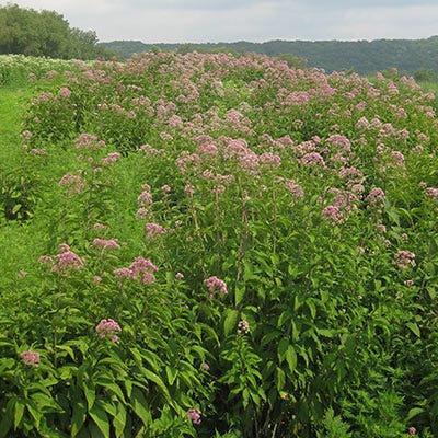 Joe Pye Weed Seeds - Image 4