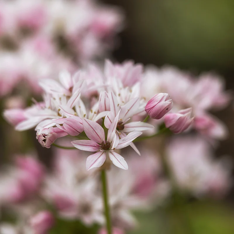 Cameleon Allium - Image 3
