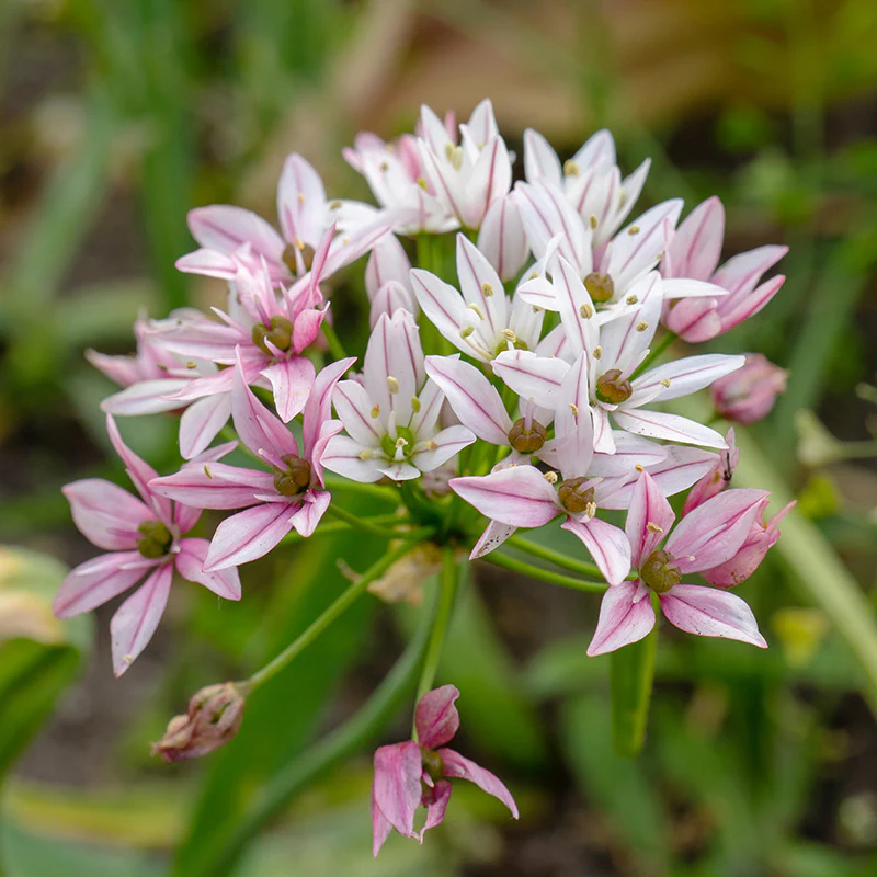 Cameleon Allium - Image 4