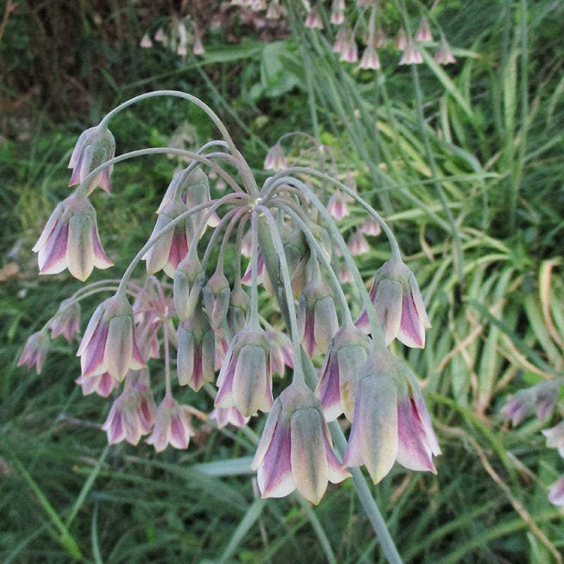 Mediterranean Bells - Image 3