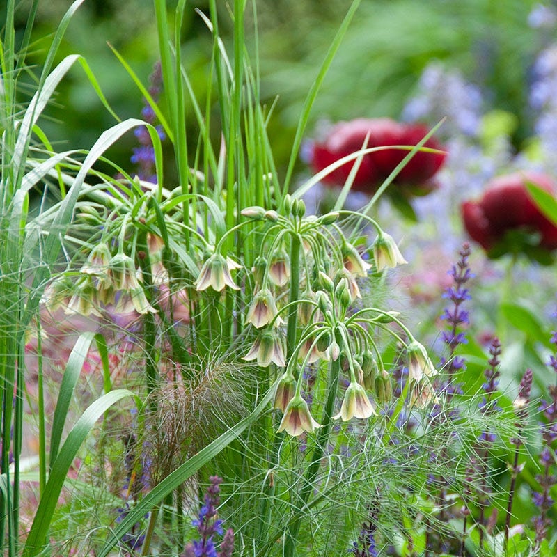 Mediterranean Bells - Image 5