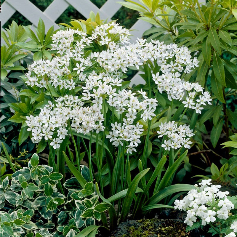 Allium neapolitanum - Image 4