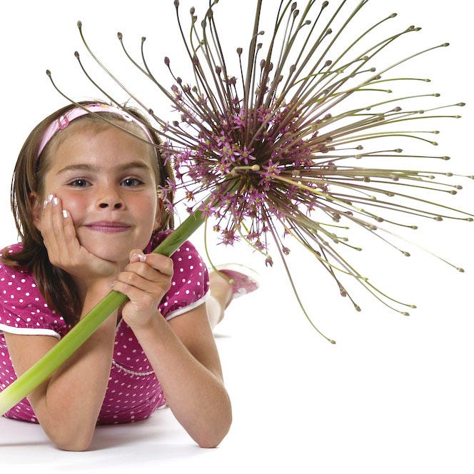 Schubert's Allium - Image 3