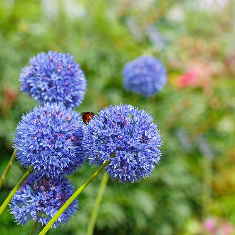 True Blue Allium - Image 2
