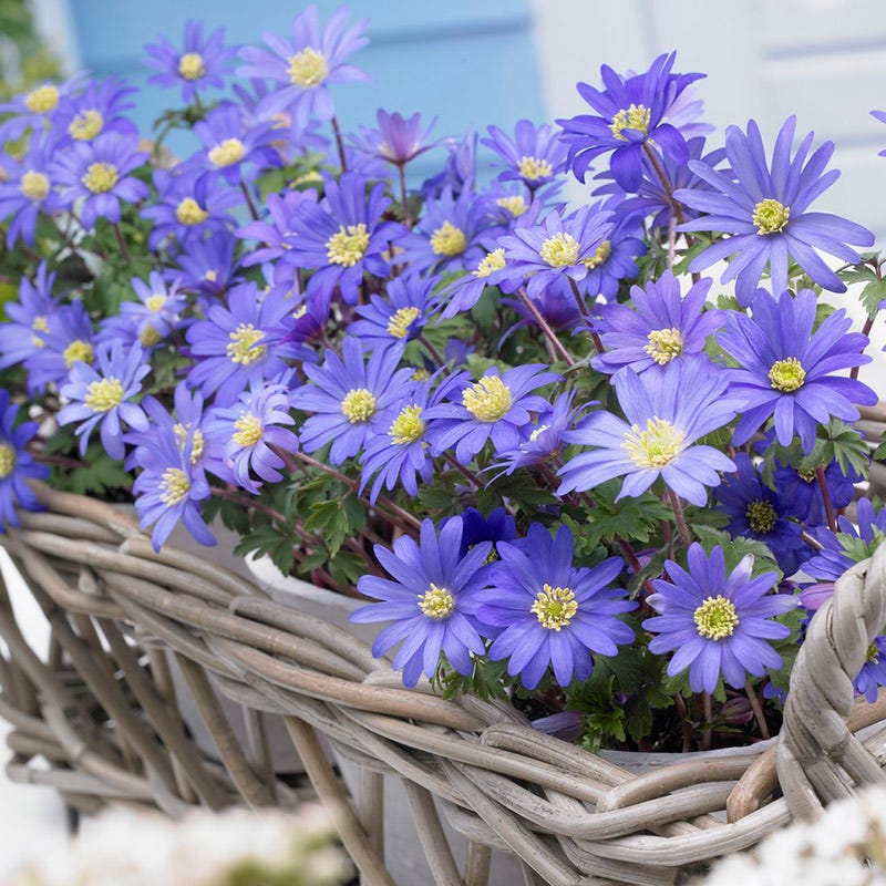 Blue Shades Anemone - Image 3